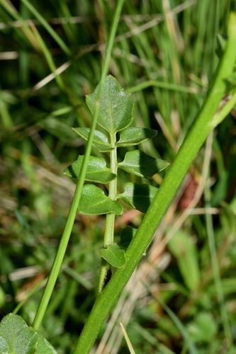 Cardamine obliqua