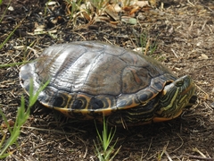 Trachemys hartwegi