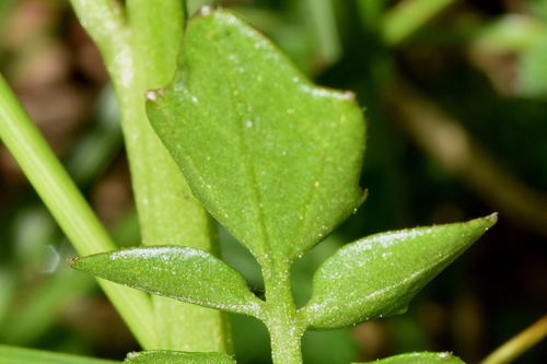 Cardamine obliqua
