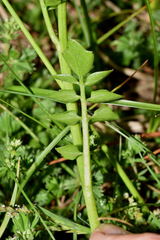 Cardamine obliqua