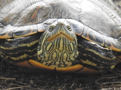 Trachemys hartwegi