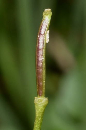 Cardamine obliqua