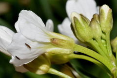 Cardamine obliqua
