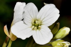 Cardamine obliqua