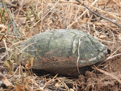 Kinosternon hirtipes murrayi