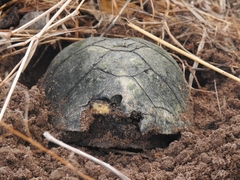 Kinosternon hirtipes murrayi