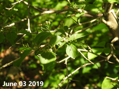 Symplocos paniculata