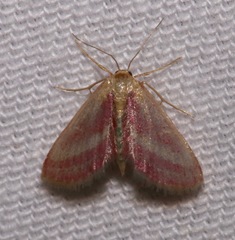 Leptostales laevitaria