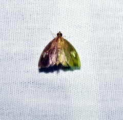 Perispasta caeculalis