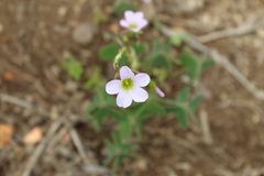 Oxalis cuatrecasasii