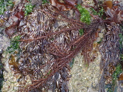 Cumagloia andersonii