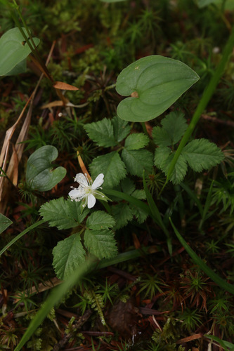 strawberryleaf raspberry (Rubus pedatus)