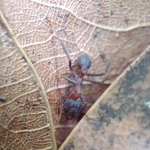 Ant