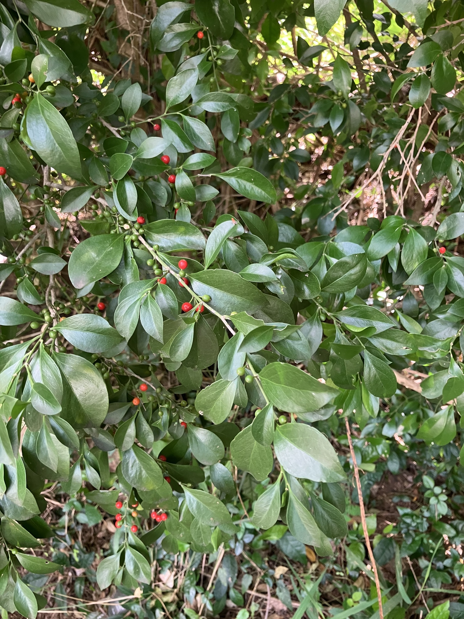 Imagem de Cola-navalha