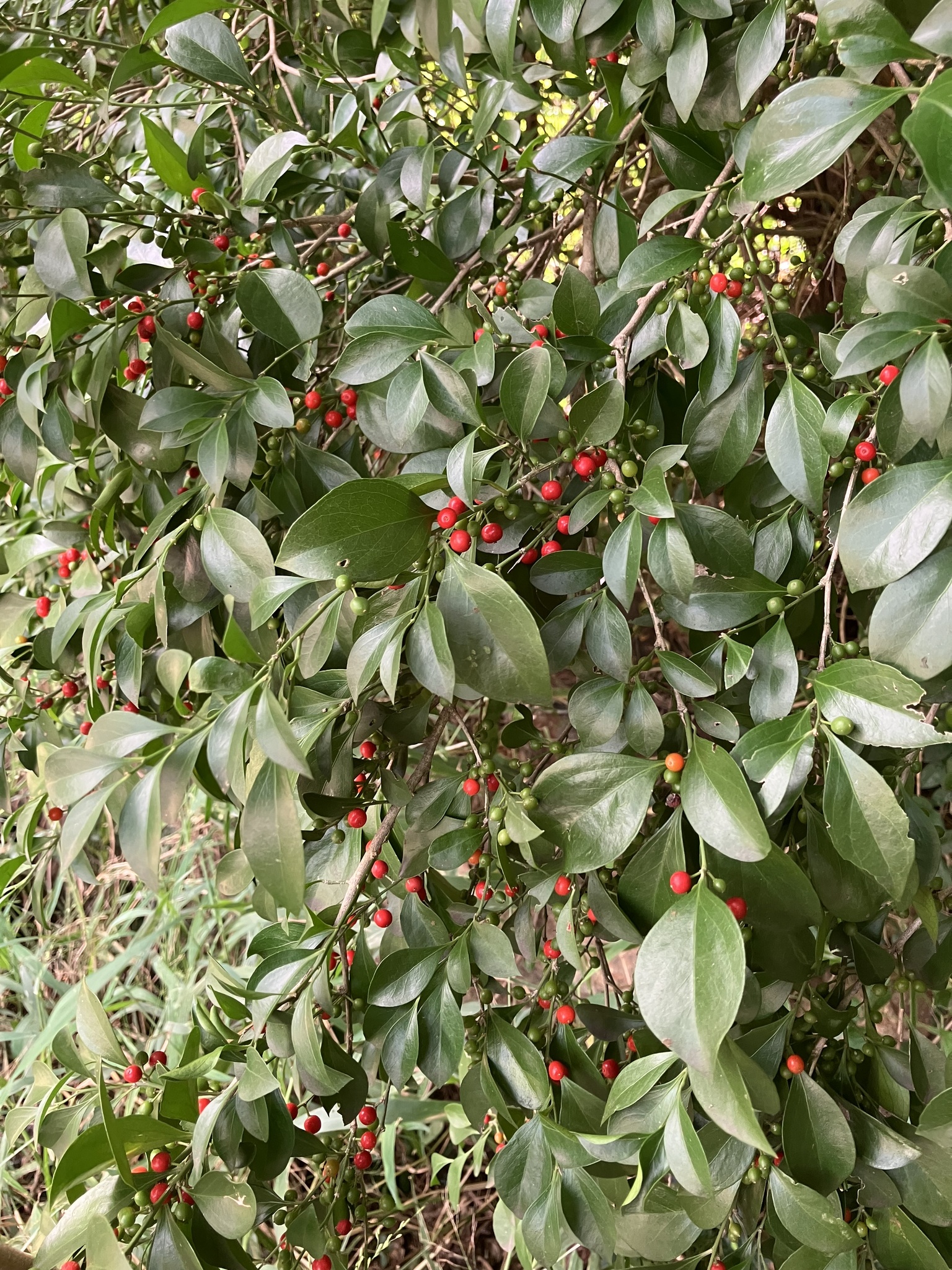 Imagem de Cola-navalha