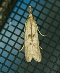 Macrorrhinia endonephele