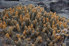 Brachycereus nesioticus