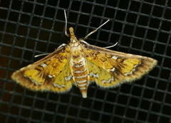Niphograpta albiguttalis