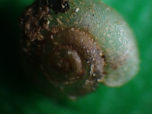 Striatura meridionalis observed 2024-07-07