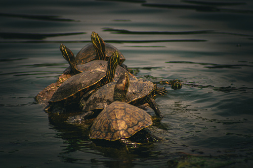 Mesoamerican Slider, Laguna Nuevo Amanecer, Ciudad Madero, Tamps., MX, photo 9 of 10