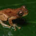 Plain-colored Tree Frog - Photo (c) arnaud_aury, some rights reserved (CC BY-NC), uploaded by arnaud_aury