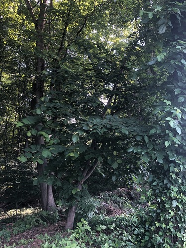 photo of Common Hazel (Corylus avellana)