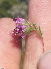 Erica barbigeroides
