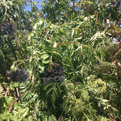 Sambucus cerulea
