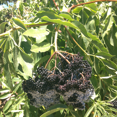 Sambucus cerulea