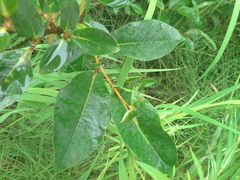 Salix hastata