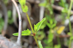 Ageratina gracilis