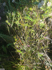 Erica barbigeroides