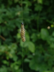Yponomeuta evonymella
