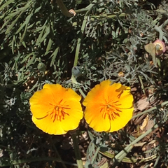 Eschscholzia californica