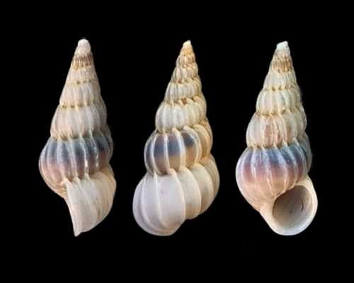 Epitonium candidissimum