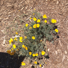 Eschscholzia californica