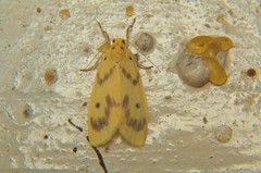 Miltochrista undulata