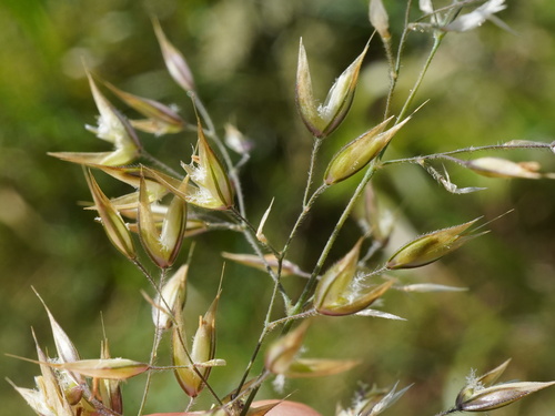 Creeping soft grass (Holcus mollis)