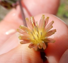 Lactuca ludoviciana