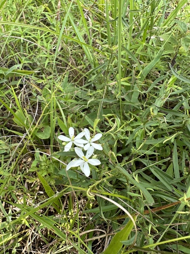 Fourangle Rose Gentian (Sabatia quadrangula)