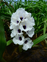 Pontederia azurea