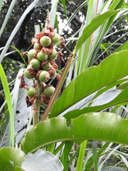 Alpinia uraiensis