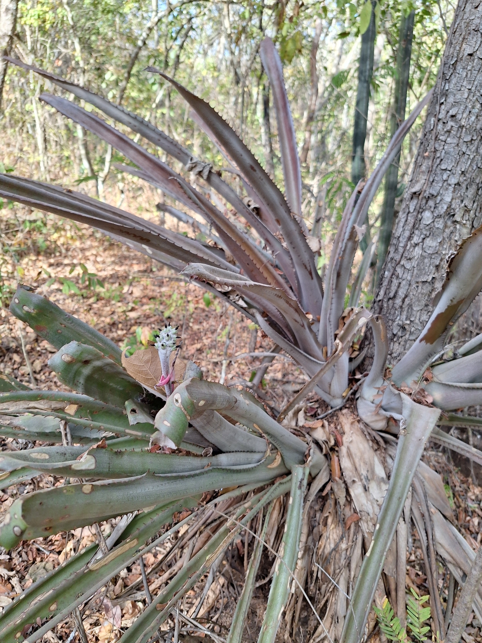 Aechmea bromeliifolia