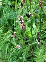 Plantago lanceolata