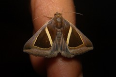 Chalciope mygdon