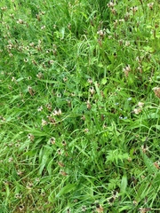 Plantago lanceolata
