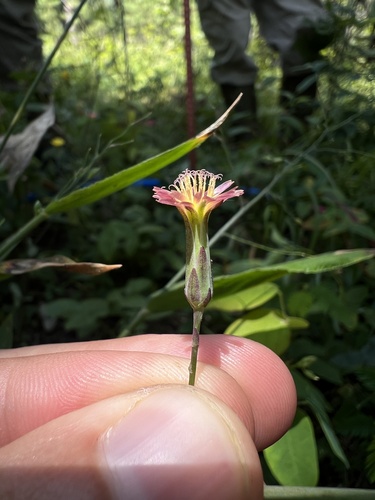 Image of Lactuca hirsuta by (c) Nathan Aaron, some rights reserved (CC BY)