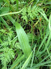 Plantago lanceolata
