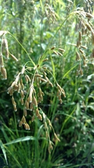 Scirpus pendulus