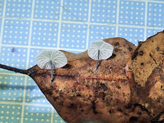 アシグロホウライタケ